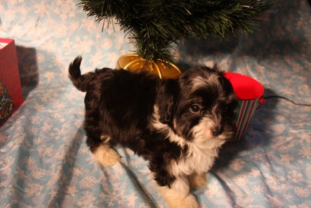 havanese-puppy